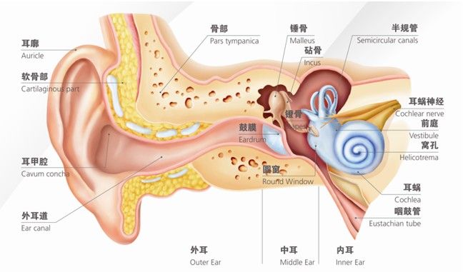 突发性耳聋与渗出性中耳炎的比较