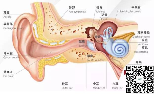 人工耳蜗不是助听器